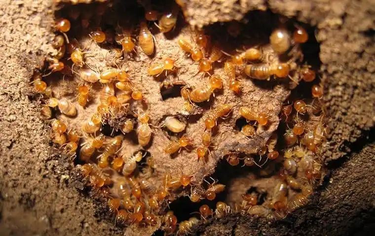 Subterranean Termites In San Antonio