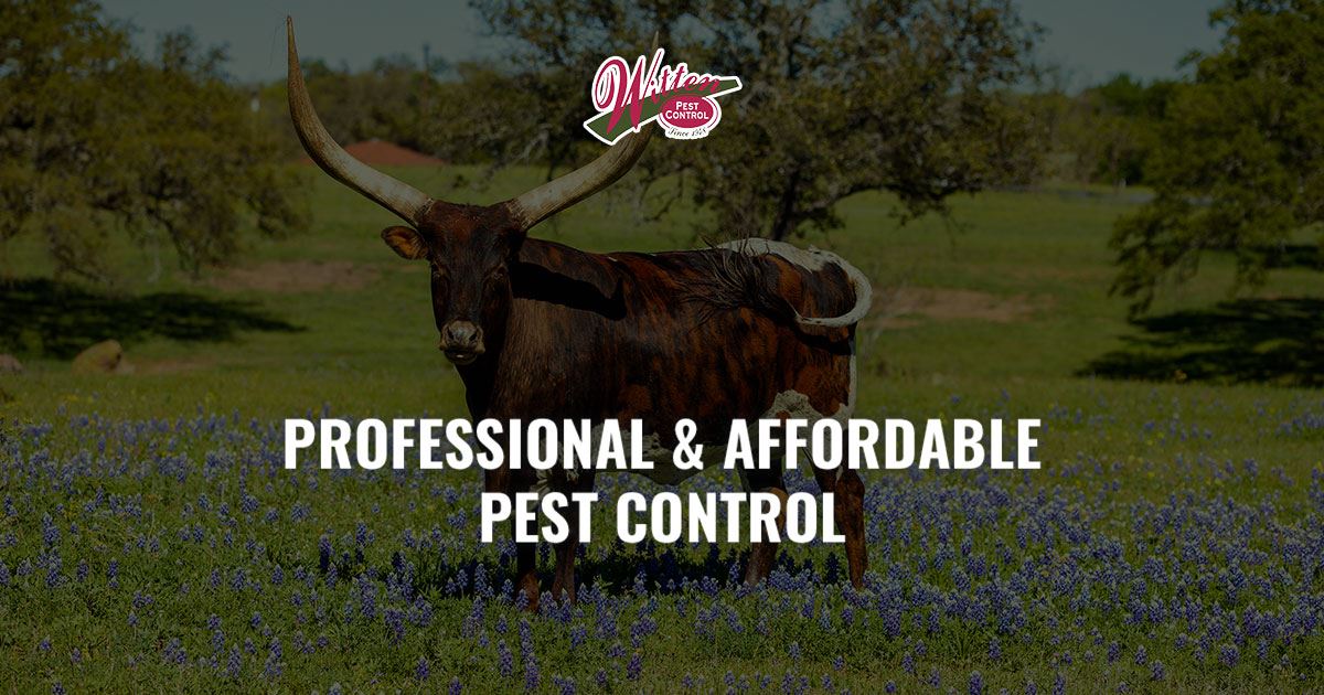 2025 Blogs Witten Pest Control Social Share