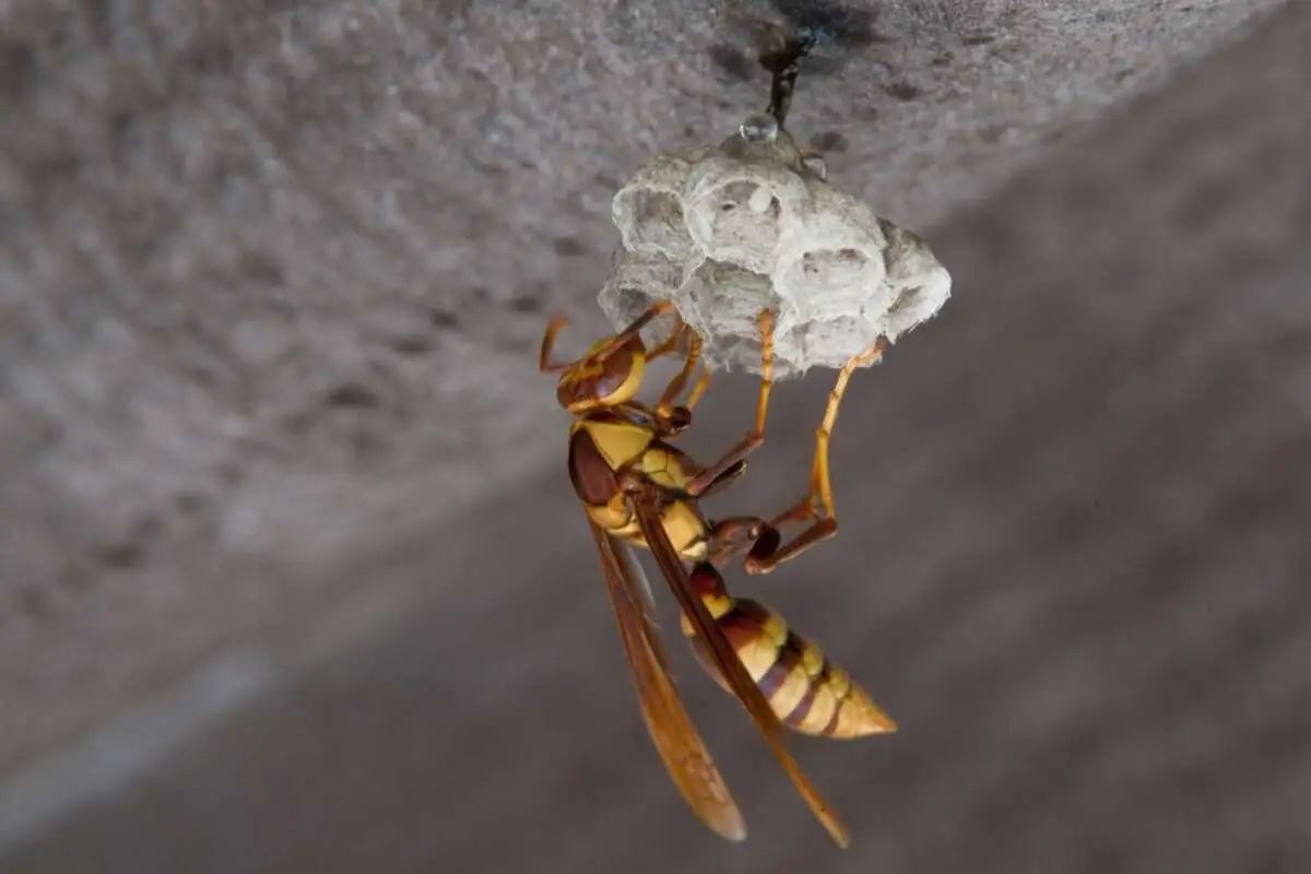 Paper Wasp