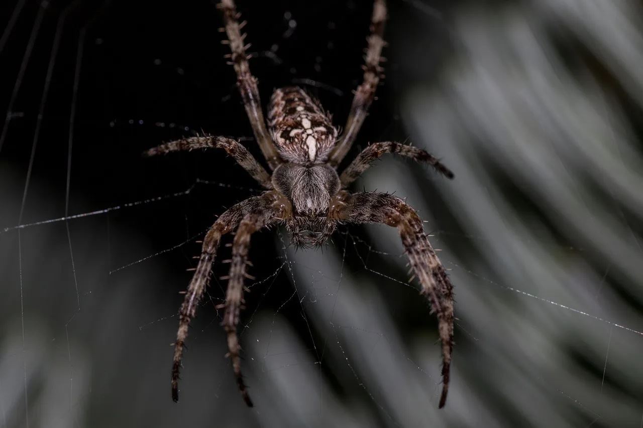 Spider Araneus Cobweb